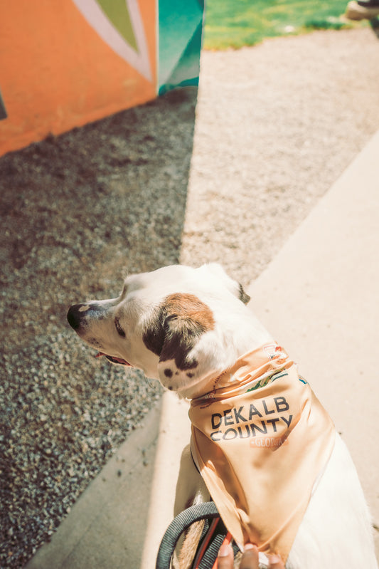 Paws in DeKalb | Dog Bandana